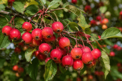 Cluster of small crab apples on a tree branch, the type dogs often encounter fallen in yards